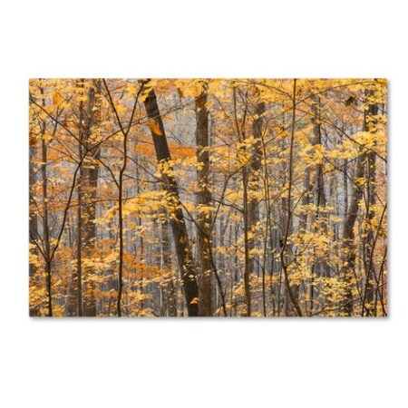 Jason Shaffer 'Autumn Treeline' Canvas Art,30x47